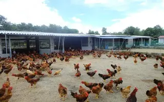 Chuồng chăn nuôi gà