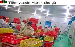 Phòng chống, kiếm soát dịch bệnh trên gà