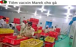 Phòng chống, kiếm soát dịch bệnh trên gà