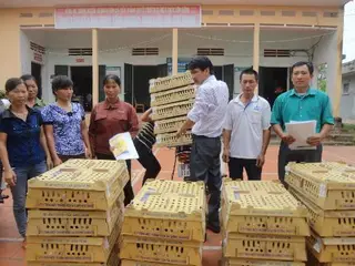 DABACO hỗ trợ Yên Thế 10.000 gà giống