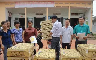 DABACO hỗ trợ Yên Thế 10.000 gà giống