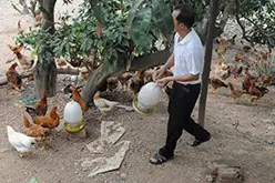Gà Dabaco cho Yên Thế