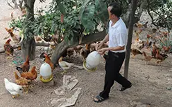 Gà Dabaco cho Yên Thế
