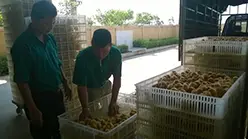 Lãi đều nhờ nuôi gà lông màu Dabaco