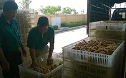 Lãi đều nhờ nuôi gà lông màu Dabaco