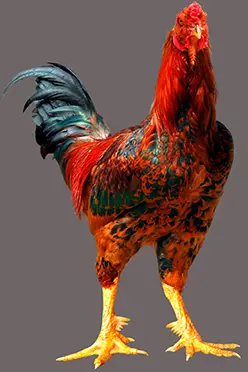 Quân đoàn gà 9 cựa