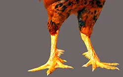Quân đoàn gà 9 cựa