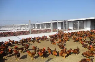 Nuôi gà thả vườn kiểu mới