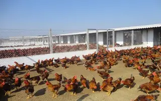 Nuôi gà thả vườn kiểu mới