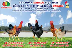 Gặp những cao thủ nuôi gà hàng đầu nước Việt