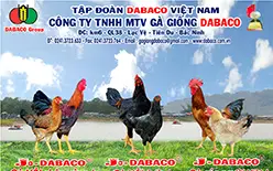 Gặp những cao thủ nuôi gà hàng đầu nước Việt