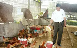 Người nuôi gà phía Bắc bắt đầu vui