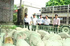Thị trường chăn nuôi về giá trị thực?