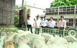 Thị trường chăn nuôi về giá trị thực?