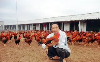 Thị trường tiêu dùng gà chuyển hướng