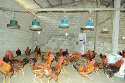 Phân khúc thị trường gà