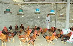 Phân khúc thị trường gà