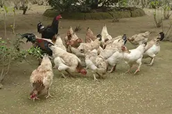 Giá gà đang ở ngưỡng đẹp nhất!