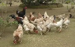 Giá gà đang ở ngưỡng đẹp nhất!