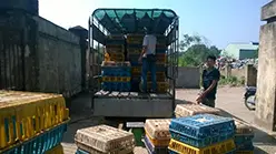 Gà Việt chạy ngược sang Trung