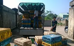 Gà Việt chạy ngược sang Trung