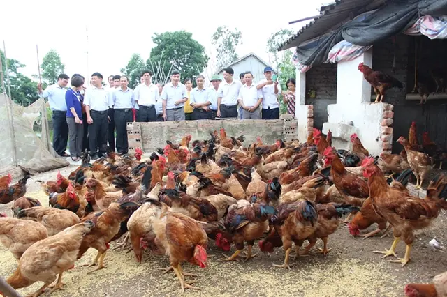 Nuôi gà J-DABACO hàng hóa