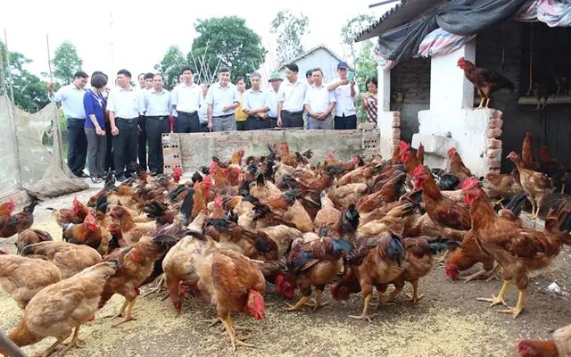 Nuôi gà J-DABACO hàng hóa