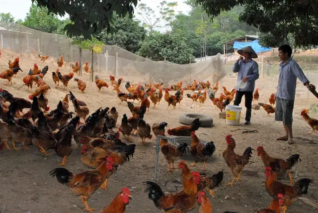Tăng sức cạnh tranh gà thả vườn