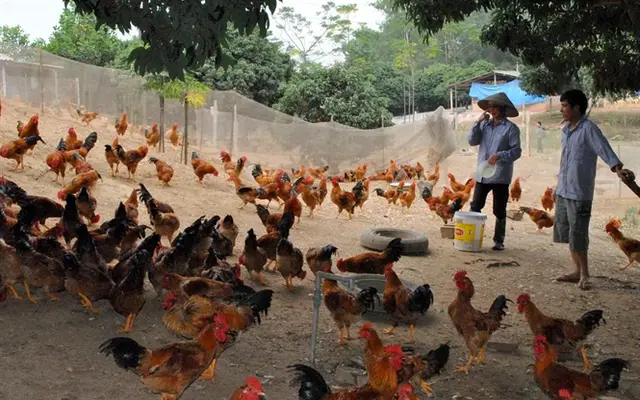 Tăng sức cạnh tranh gà thả vườn