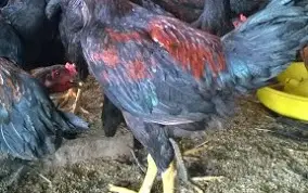 Gà Nòi ô tía