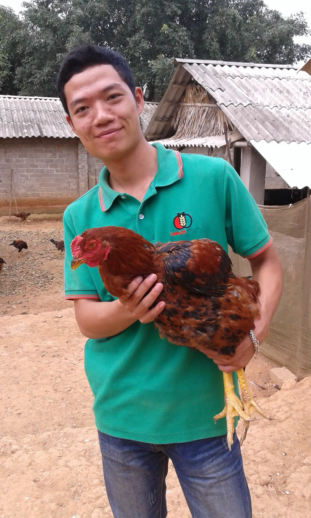 Gà Nòi chân vàng