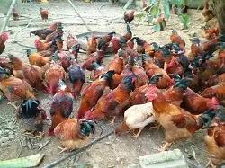 Gà J-DABACO 105 ngày tuổi