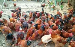 Gà J-DABACO 105 ngày tuổi