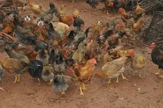 Lo thương hiệu gà đồi Yên Thế