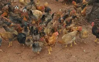 Lo thương hiệu gà đồi Yên Thế