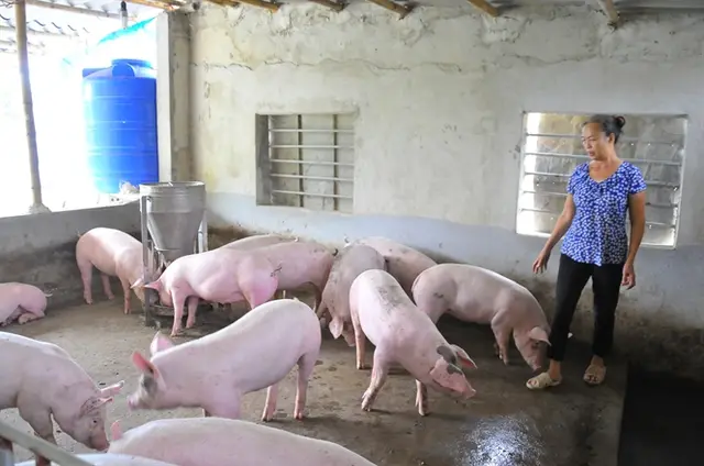 Ngành chăn nuôi với hội nhập: Đừng ngồi đấy lo phải hành động!