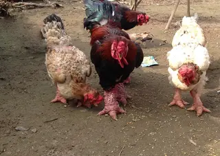 Giải mã cơn sốt gà Đông Tảo