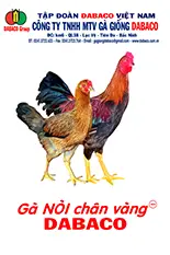 Gà NÒI CHÂN VÀNG - DABACO