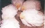 Bệnh GUMBORO trên Gà, cách phòng và điều tri bệnh