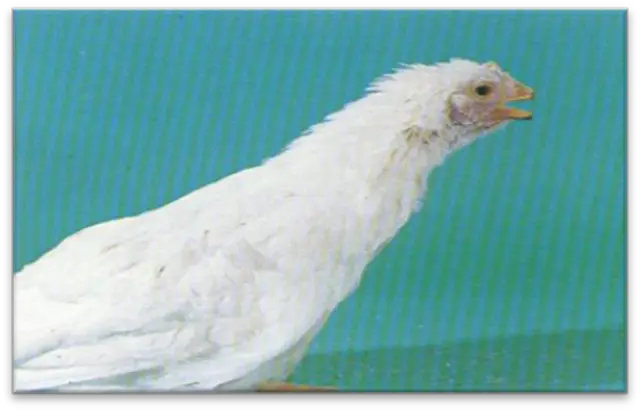 Bệnh viêm thanh khí quản truyền nhuyễm