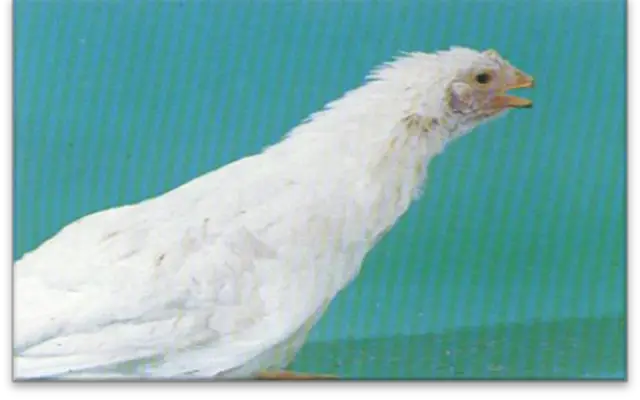 Bệnh viêm thanh khí quản truyền nhuyễm