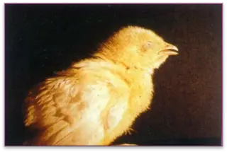 Bệnh Ornithobacteriosis ở Gà