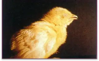 Bệnh Ornithobacteriosis ở Gà