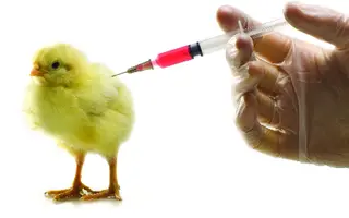 Nâng cao hiệu quả sử dụng vaccine
