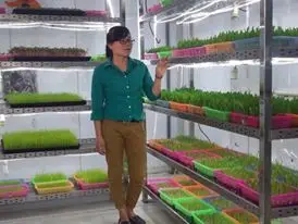Mô hình ngô mầm nuôi gà thả vườn