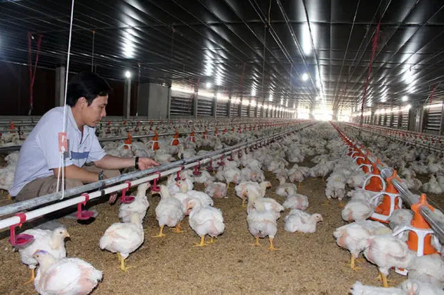 “Năm kinh hoàng của người nuôi gà”