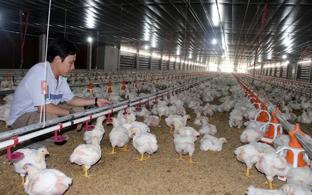 “Năm kinh hoàng của người nuôi gà”