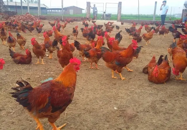 Lợn hơi xuống giá, gà lông màu tăng dần, người nuôi giữ đàn lãi khá