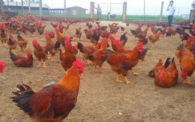 Lợn hơi xuống giá, gà lông màu tăng dần, người nuôi giữ đàn lãi khá