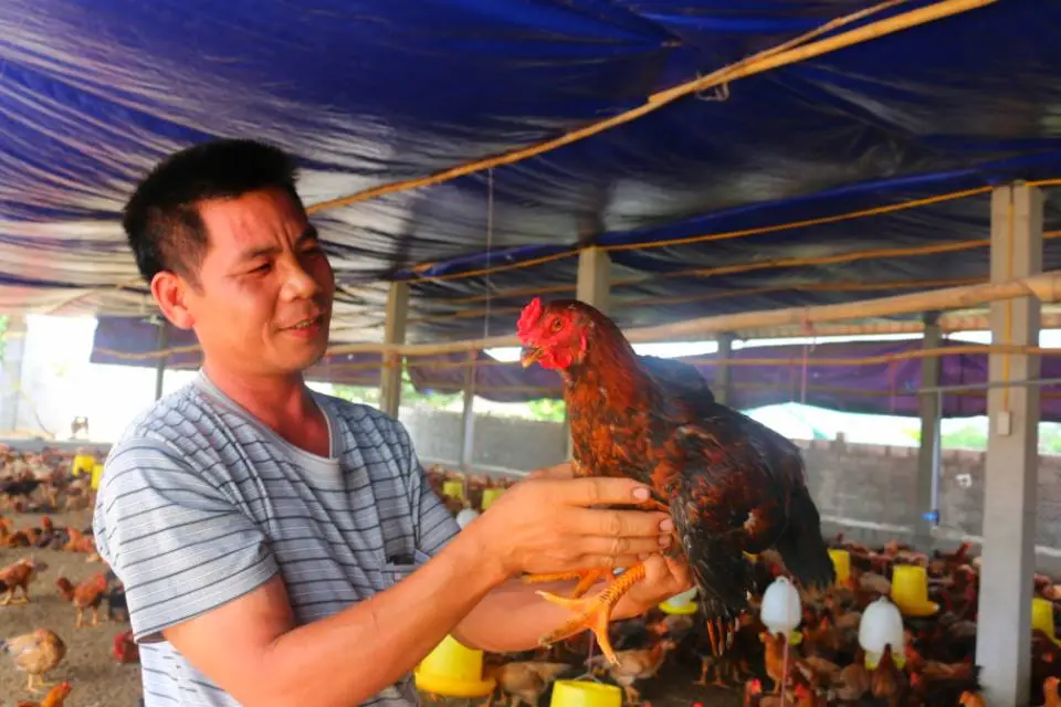 Chăn nuôi "dẫn bàn" trồng trọt